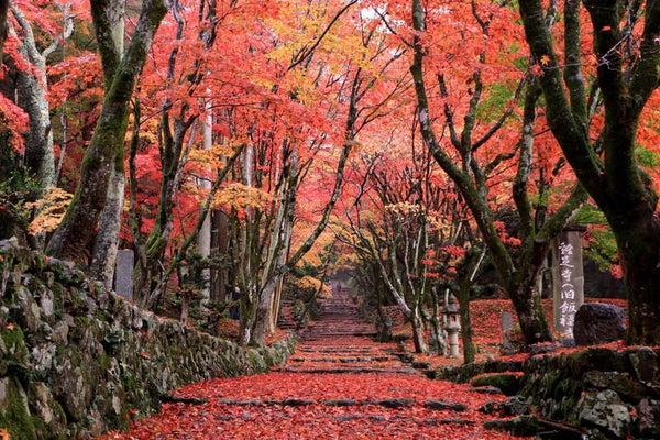 【大阪府内発】 びわ湖・湖国の紅葉巡り 鶏足寺&メタセコイア並木 秋色に染まる近江の絶景 日帰り1